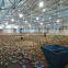 China light steel chicken coop/poultry shed building for sale