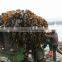 Supply High Quality Best Price of Natural Kelp Meal