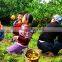 Neweek agricultural tractor mounted garden fruit tree orchard sprayer
