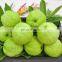 THE BEST SELLER FRESH GUAVA ORGANIC FROM VIET NAM