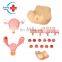 HC-S305 Advanced anatomy uterus ovary model/Medical pelvic cavity gynecology model