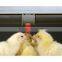 poultry probiotics SUKAFEED-W.Gain quality probiotics for poultry