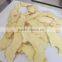 Exporting Young Fresh Spicy Ginger Best Price