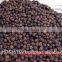 BLACK PEPPER BEST PRICE