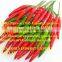 VIETNAM FRESH CHILLI