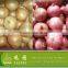 Fresh Onion supplier manufacturer
