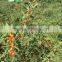 2016new harvest Tibet organic natural dried goji berries