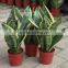 Golden Green Sansevieria for Indoor Ornamental Bonsai Plants