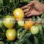 Red Jumbo F1 Hybrid Tomato Seeds