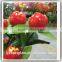 Realistic mini bonsai plants fresh cranberry fruits for sale