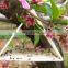 Effective Pheromone Glue Trap for Cloth Moth Trap for Pantry & Cloth TRAPS Strong Glue+paper+pheromone Bait 2 Year All-season