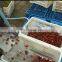 best Cherry stem removing machine Cherry /fruit processing machine