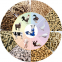 Looking for an Efficient Animal Feed Pellet Mill?