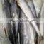2015 Hung Frozen Spanish Mackerel Whole Gutted