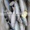 supply frozen indian mackerel