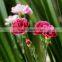 Cheap wholesale fresh cut flowers carnation