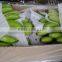 GOOD QUALITY PREMIUM FRESH GREEN BANANA