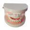 Dental materials dental dental teaching supplies model of dentures dental teeth model