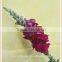 china importers long stem small petals fresh cut antirrhinum flower