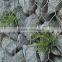 cajas de malla de alambre de gaviones, galvanizado gaviones cestas precio, gabion box mesh