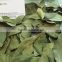 bay leaf powder Turkish Bay Laurel Leaf ( best Bright Natural Green Color ) 4-7 cm , 5-10cm