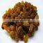 TTN 2015 XINJIANG DARK BROWN SULTANA RAISIN from China