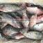 Frozen Good Black Tilapia 500-800g