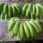 Cavendish Banana Variety and Tropical&Sub-Tropical Fruit Product Type Fresh Green Cavendish banana