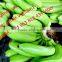 Gimex bananas Vietnam High Quality