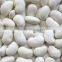 GMP manufacturer supply high quality Pure White Kidney Bean Extract powder