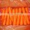 Fresh Carrot of High Quality & Competitive Price