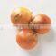 Agriculture - Fresh Vegetables- Fresh Yellow Onion
