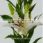 lily flowers white fresh cut for blessing from Kunming