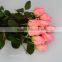 Salable beautiful fast delivery fresh Pink Rose Diana flowers from KUNMING