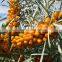 IQF Healthy Sea Buckthorn Frozen Berries