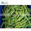 Sinocharm Xiamen  L7-13cm Frozen Green Beans IQF Whole Green Beans