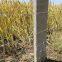 Grassland fence