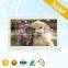 white photo frame with SD card 1024*600 resolution 10.1 inch Photo frame