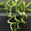 top quality lucky bamboo with lower price 25cm spiral lucky bamboo