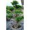 Live ficus tree S shape ficus