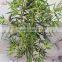 2016 cheap fake bamboo tree plant wholesale artificial bamboo tree