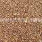 High Sprouting Rate Heirloom Lagerstroemia Crape Seeds In Bulk