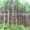 Palm trees Livistona chinensis (Jacq.) R. Br