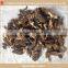 Dried Morchella Esculenta with Best Price