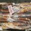 BQF illex argentinus squid for market and bait middle size