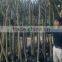 Lagerstroemia Indica D7cm Trunk Height 1.8m