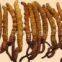 Cordyceps Extract（rossonl@huacheng-biotech.com）