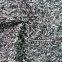 Joy Fashion Scarf Supplier Factory OEM Custom Oblong Heather Cable Knit Scarf
