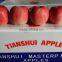 supply shandong fuji apple gansu tianshui fresh red Fuji apple direct supplier for asia Market