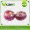 Best Selling Products In America Fresh On Sale Onion